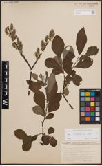 Foto von Salix cinerea L.